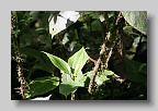 IMG_0008