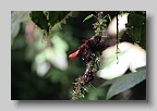 IMG_0009