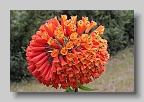 IMG_0200