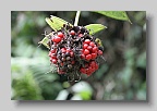 IMG_0291
