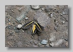 IMG_0353