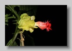 IMG_9985