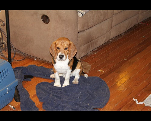 Johnny the Beagle